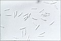 Thumbnail for version as of 11:19, 27 September 2015