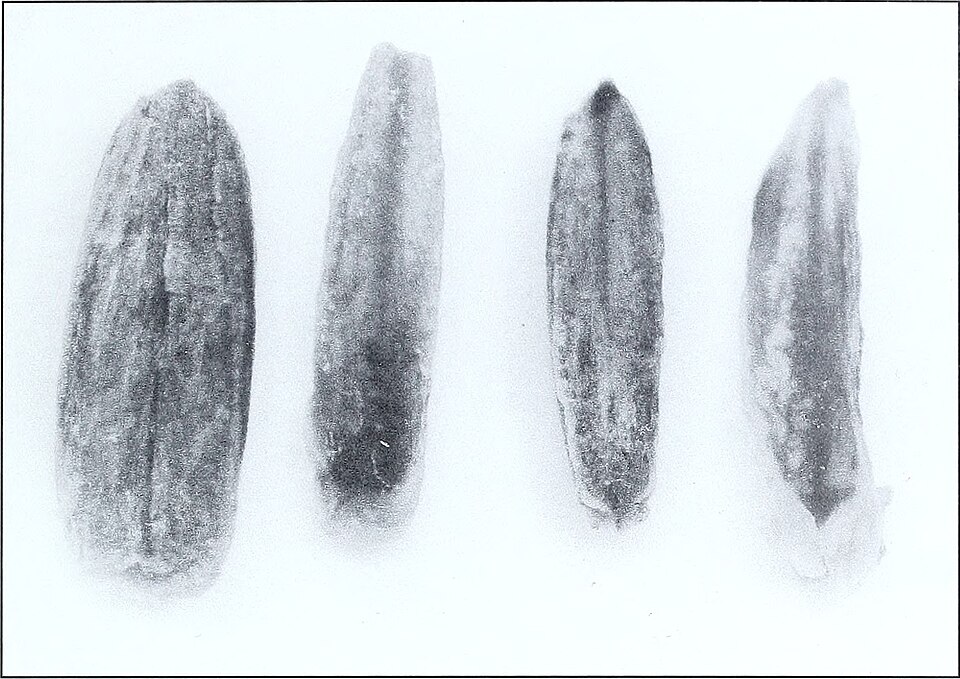 File:Blind seed disease (1567) (19763123854).jpg