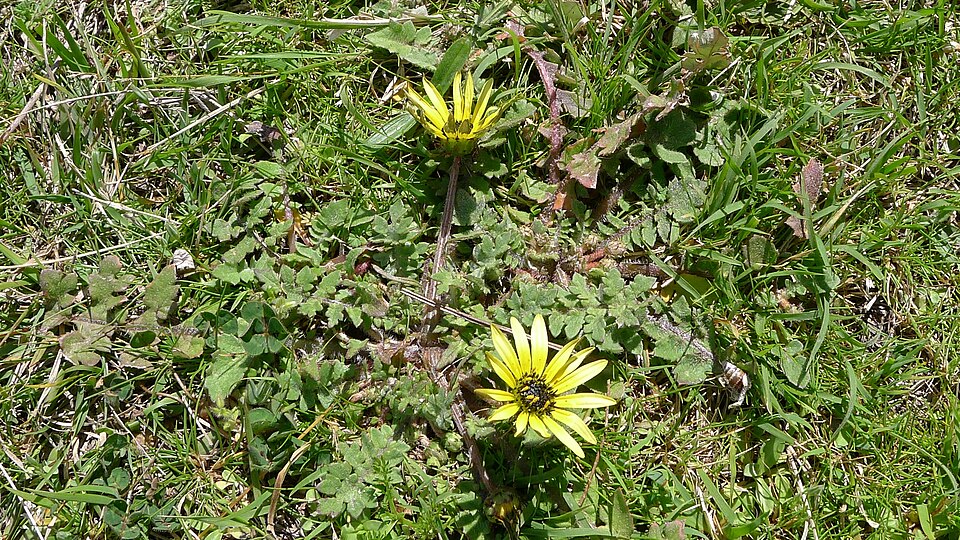 File:Capeweed (8009149852).jpg