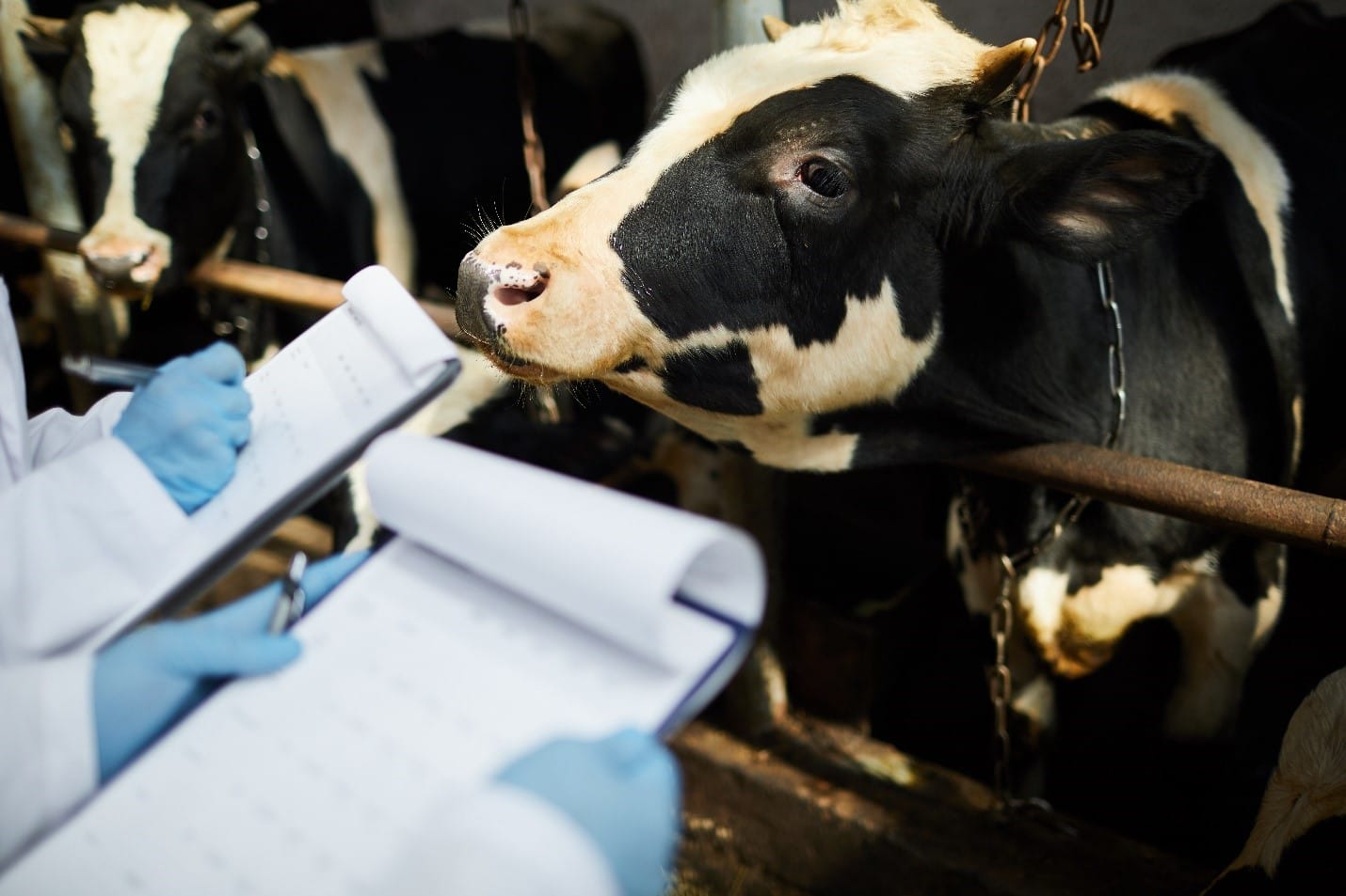 Diseases can spread into your herd via infected animals, contaminated objects, equipment, insects, or even people