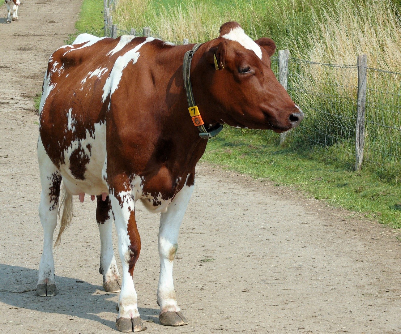 A cow walking about with its tail hanging straight down usually means that it is relaxed.