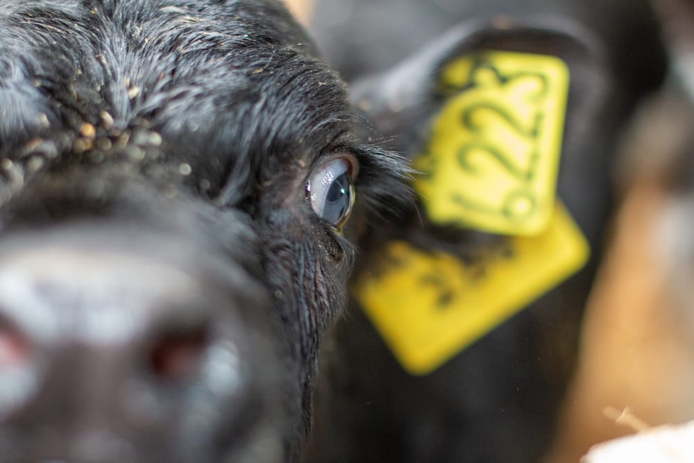 How accurate is your eye for visually determining how much profit your can make?