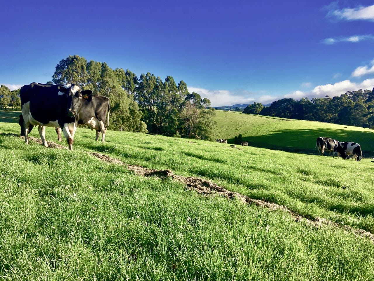 Dairy cows eating plenty of money making pasture.