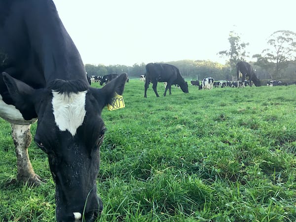 Dairy cows chewing fresh green grass.