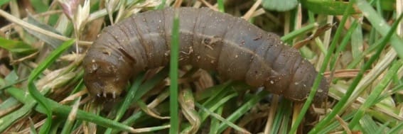 Leatherjackets