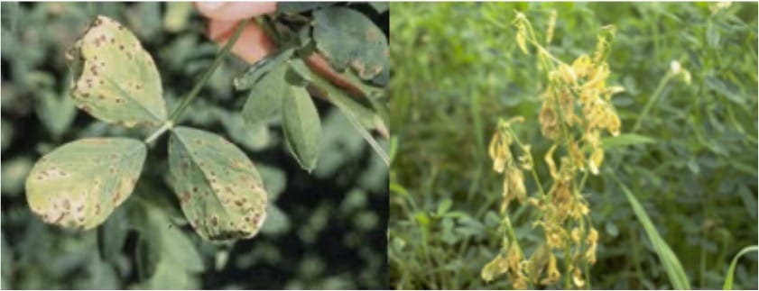 Lucerne diseases such as leaf spot