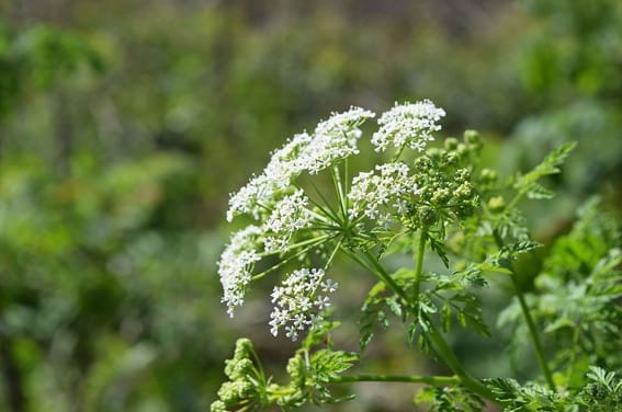 Poison Hemlock
