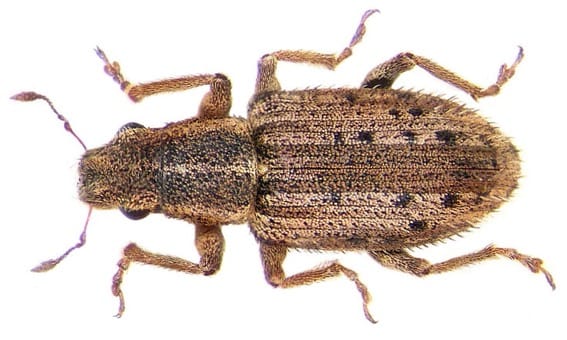 Sitona weevil