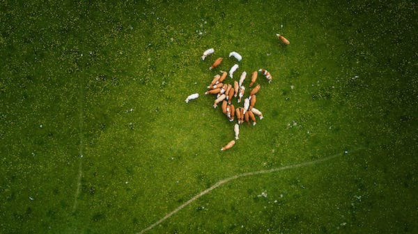 Birdseye view from a drone of cows in a grass paddock
