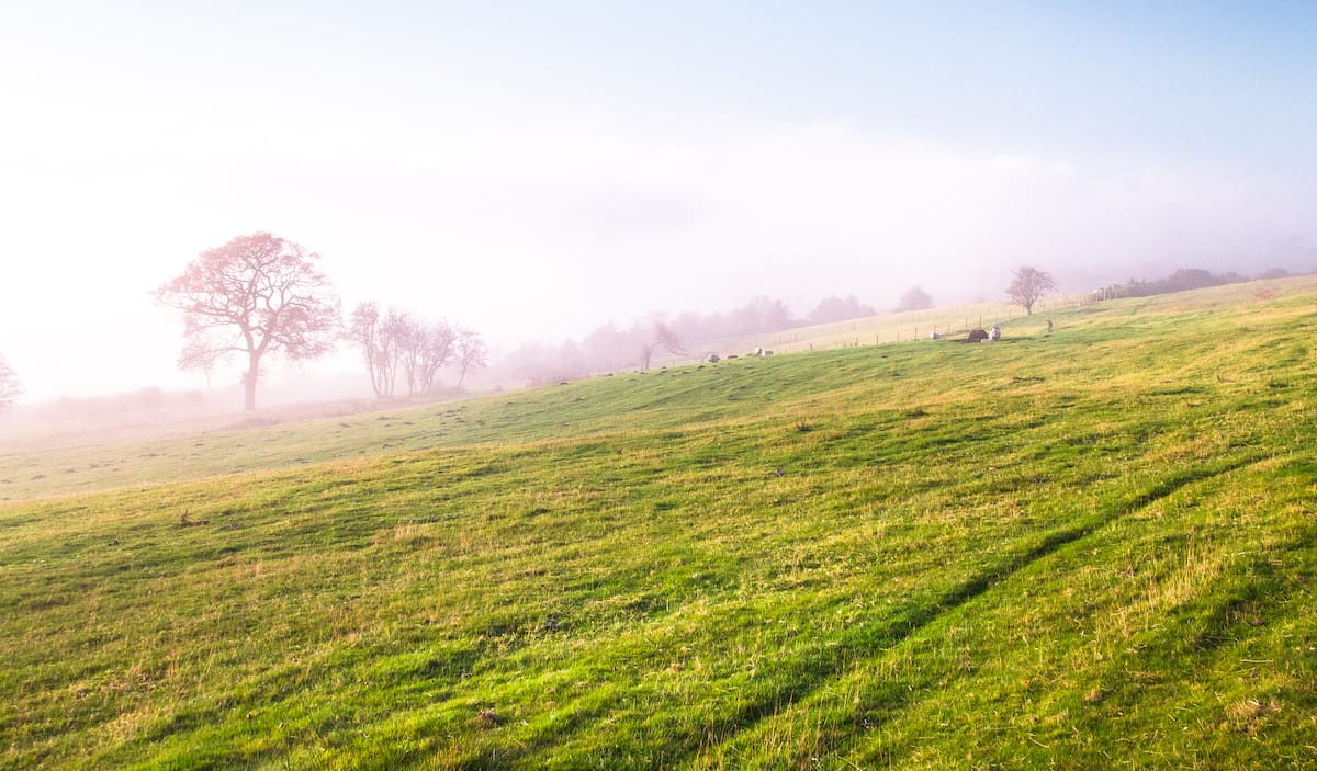 get the most out of your pasture, your pre-grazing cover should fall between 2,700 to 3,500 kg DM/ ha.