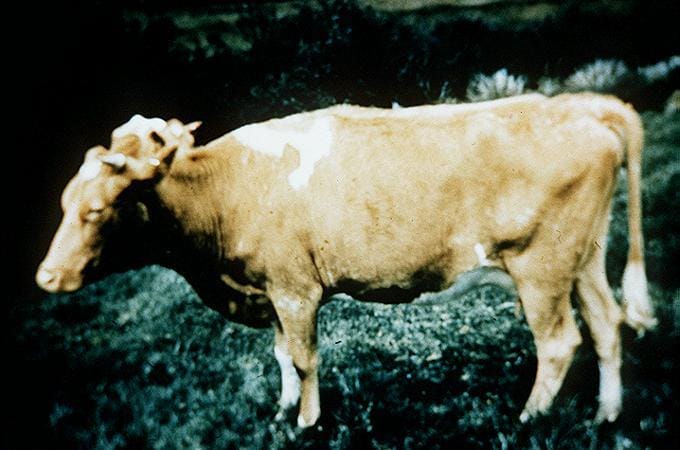 The above cow has a rough coat and hair loss in patches. This shows signs of copper-deficiency. Below picture shows how the same cow improved after correcting the copper-deficiency