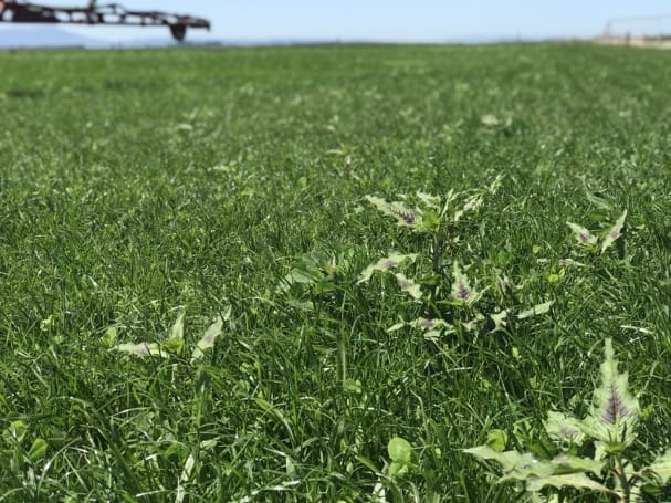 Lush pasture growing on farm that yields healthy profits.