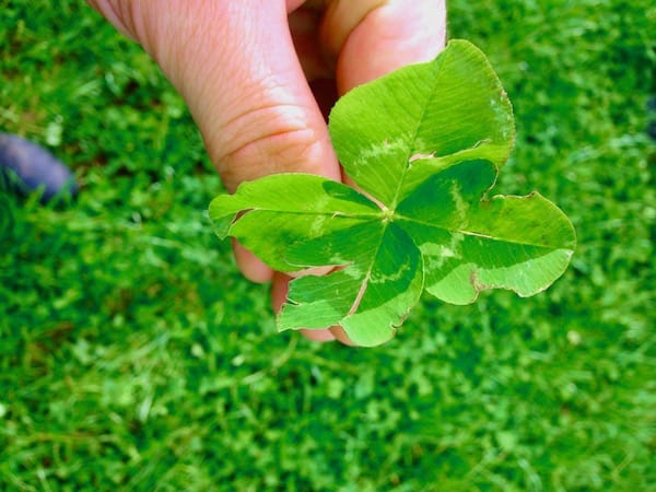 White clover (Trifolium repens) from a mixed sward with ryegrass pasture