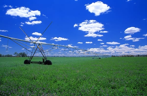 Irrigated lucerne on the point of flowering.