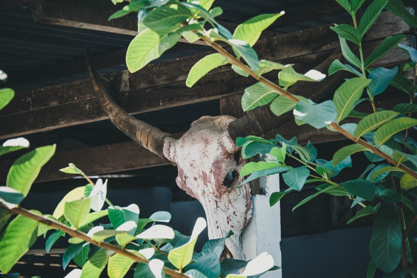 Dead animals are a source of infection and should be disposed of properly.