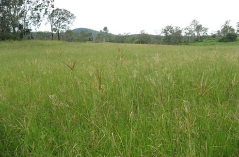 Perhaps second to Paspalum, Rhodes Grass is another great feed source