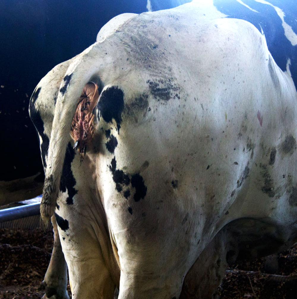 Farmers practice tail docking to make it easier to milk and take care of cows. But it is a painful process for the cows. Source: krcu.org