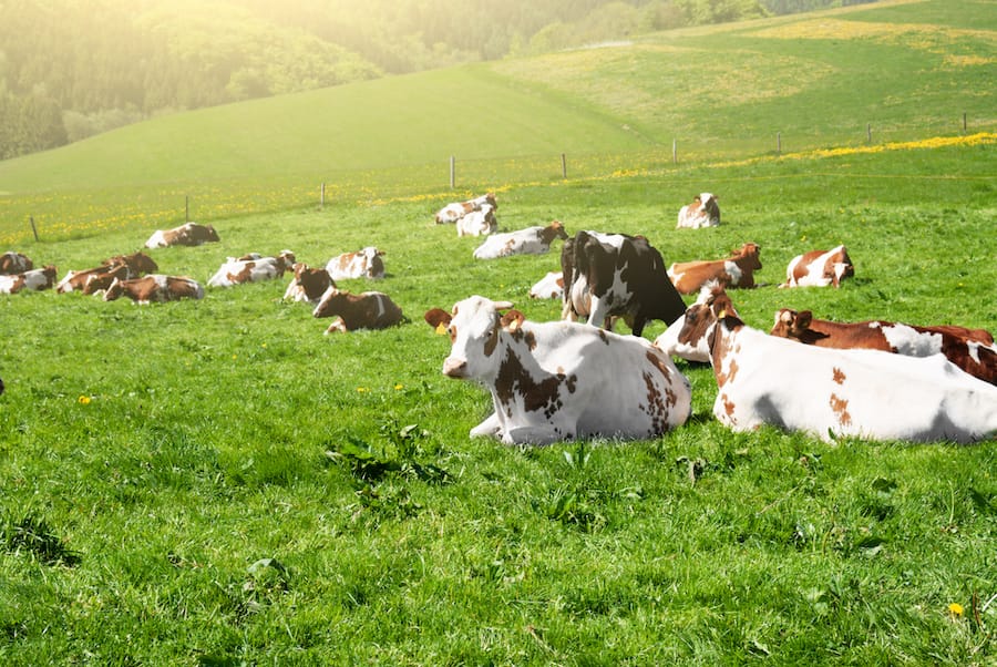 Cows grazing on neatly laid out paddocks.